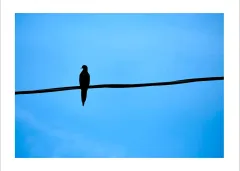 Tel Üzerinde Kuş Silüeti Posteri